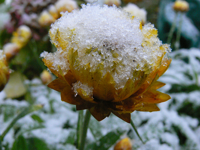 Strohblume  mit Schneehaube