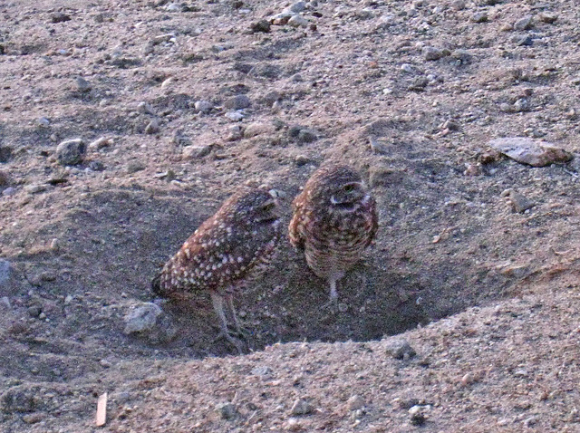 Burrowing Owls (4757)