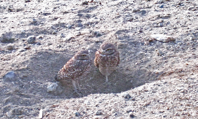 Burrowing Owls (4758)