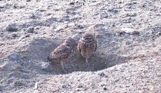 Burrowing Owls (4760)