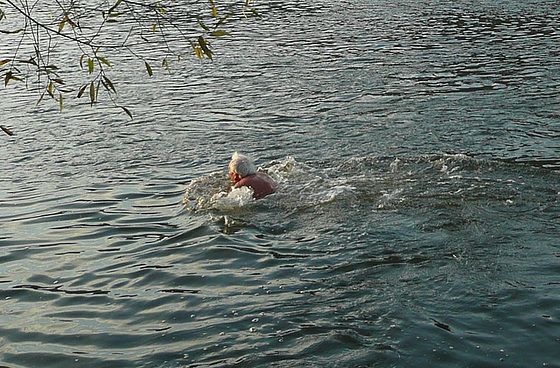 Schwimmen in der Elbe 7.11.2009