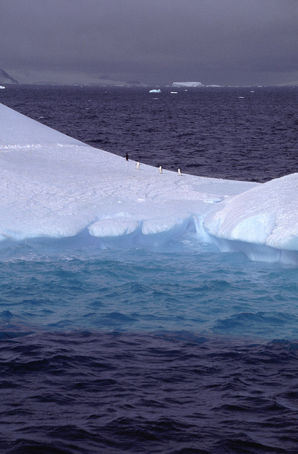 Adelie Penguins on ice flow