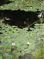 Jardin flottant de nénuphars -Water-lily floating garden