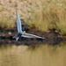 20070310-0354 River tern