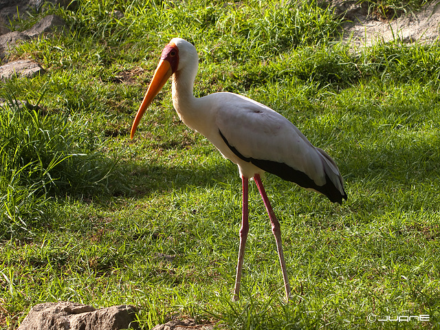 Tántalo Africano (Mycteria ibis)