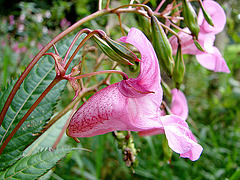 20060928 0751DSCw [D~LIP] Drüsiges Springkraut (Impatiens glandulifera), Bad Salzuflen