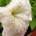 The white petunia is great with drops on