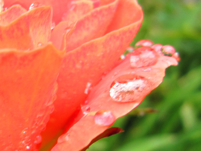 Raindrops on the petals
