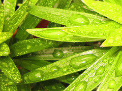 Beads of water on the lilies