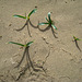Desert Lilies (4982)
