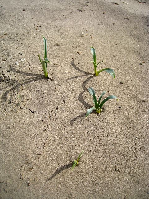Desert Lilies (4983)