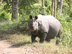 Bull Rhinoceros - Kaziranga NP