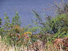 Above Lake at Sandy Bay