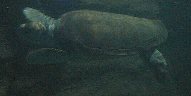 20061106 0953DSCw [F] Meeresschildkröte, Marineland, Antibes