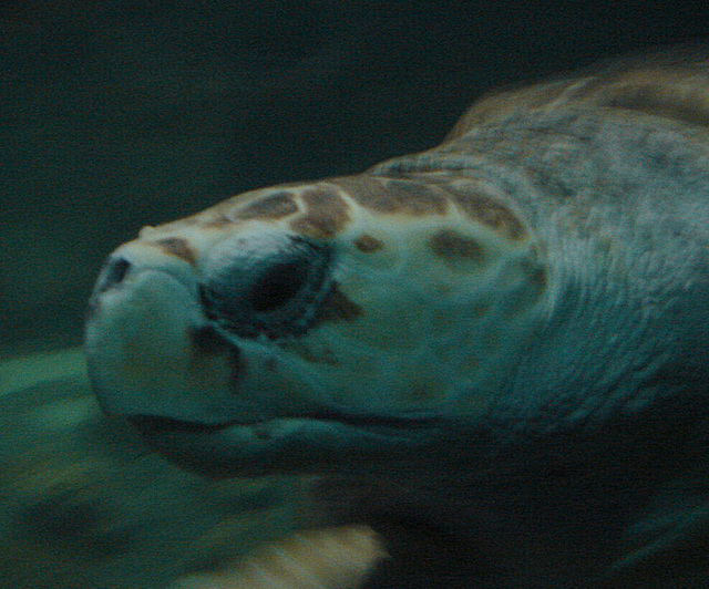20061106 0954DSCw [F] Meeresschildkröte, Marineland, Antibes