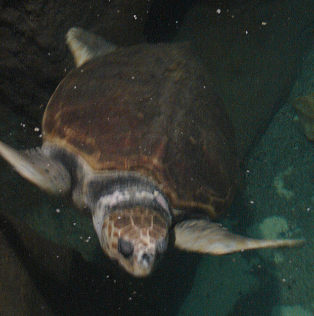 20061106 0955DSCw [F] Meeresschildkröte, Marineland, Antibes