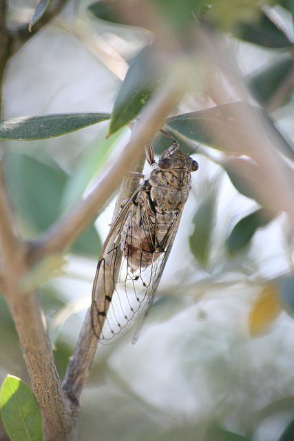 Cicada - Mallorca