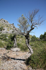 Caleta d'Ariant - Mallorca