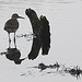 20090813 0140Aw [D~MI] Bruchwasserläufer (Tringa glareola), Großes Torfmoor, Hille