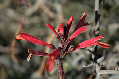 Bright Red Desert Flower (3399)