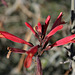 Bright Red Desert Flower (3399)