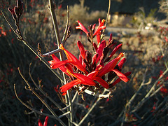 Bright Red Desert Flower (5107)