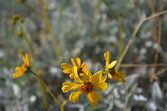Yellow Desert Flower (3431)