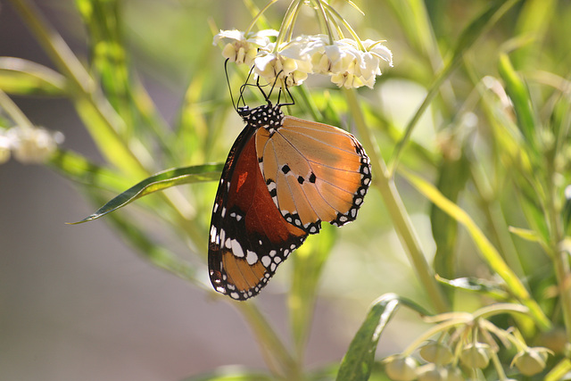 Butterfly - Mallorca