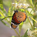 Butterfly - Mallorca