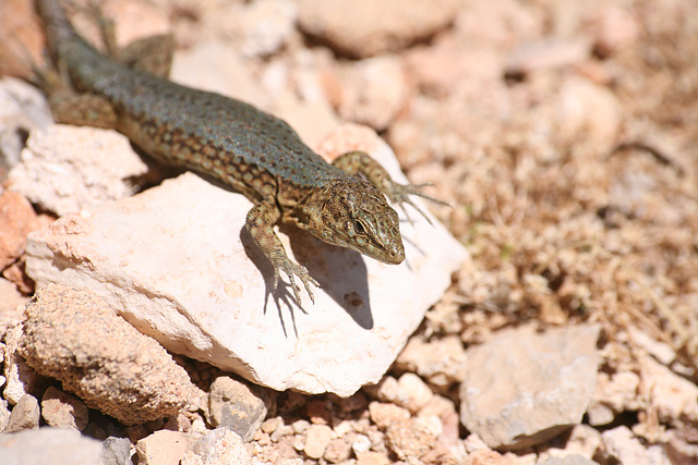 Lizard on the Illa de sa Dragonera - Mallorca