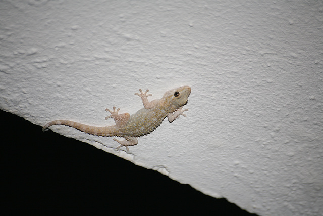 Gecko - Mallorca