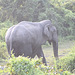 Huge female wild Asian Elephant in Kaziranga