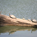 Two species of turtles in Kaziranga
