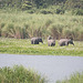 Asian Elephants in central Kaziranga
