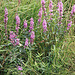20090813 0147Aw [D~MI] Blume, Kl Kohlweißling, Großes Torfmoor, Hille