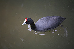 Crested Coot - Mallorca