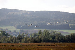 20091008 0914Tw [D~MI] Graugänse (Anser anser), Großes Torfmoor, Hille