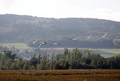 20091008 0915Tw [D~MI] Graugänse (Anser anser), Großes Torfmoor, Hille