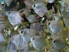 20061106 0940DSCw [F] Fische, Marineland, Antibes