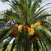 Oeiras, Municipal Garden, golden palm tree