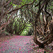 Portmerion gardens - Rhododendrons