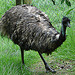 20090527 0163DSCw [D~LIP] Emu