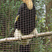 20090527 0168DSCw [D~LIP] Doppelhornvogel  (Buceros bicornis), Detmold