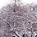 arbokrono sub neĝo - Baumkrone mit Schnee
