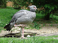 20090527 0197DSCw [D~LIP] Halsband-Wehrvogel (Chauna torquata) Vogelpark Detmold-Heiligenkirchen