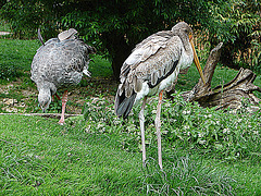 20090527 0200DSCw [D~LIP] Halsband-Wehrvogel (Chauna torquata), Nimmersatt (Mycteria ibis), Vogelpark Detmold-Heiligenkirchen