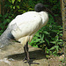 20090527 0202DSCw [D~LIP] Heiliger Ibis (Threskiornis aethiopicus), Vogelpark Detmold-Heiligenkirchen