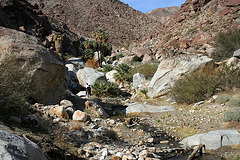 Borrego Palm Canyon (3301)