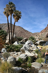 Borrego Palm Canyon (3302)