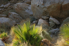 Borrego Palm Canyon (3303)